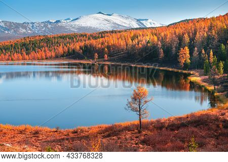 Kidelu Lake In Altai Mountains, Siberia, Russia. Snow-covered Mountain Peaks And Yellow Autumn Fores