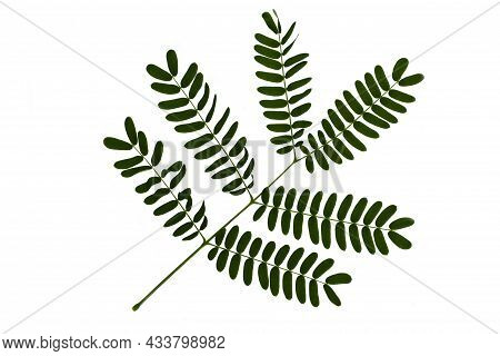 Green River Tamarind Leaves With 6 Main Leaf Frames