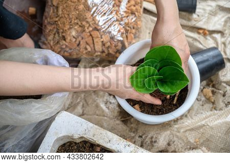 High Angle View Of Woman Hand Filling A Soil Mixed With Fertilizer To Planting Peperomia Obtusifolia