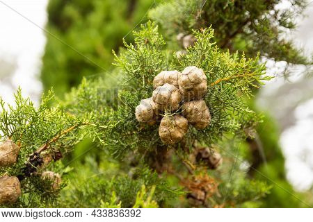 Mediterranean Cypress Young Foliage And Cones Cupressus Sempervirens Italian Cypress Tuscan Cypress 