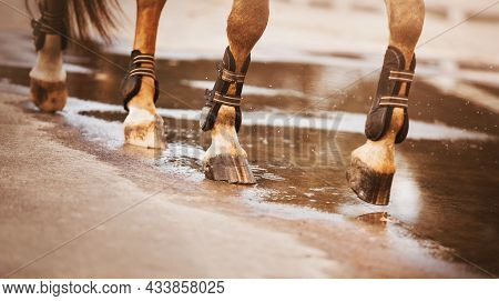 A Sorrel Horse With Bandages On Its Feet Walks Along The Road, Stepping With Unshod Hooves In A Pudd