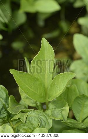 Common Bogbean - Latin Name - Menyanthes Trifoliata