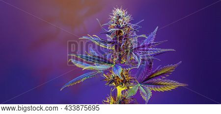Purple Cannabis Fowering Plant On Purple Violet Background. Long Horizontal Banner With Colored Mari
