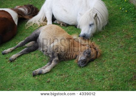 Caballos para dormir