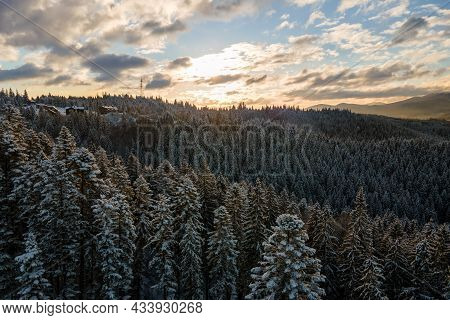 Winter Landscape With Spruse Trees Of Snow Covered Forest In Cold Mountains.