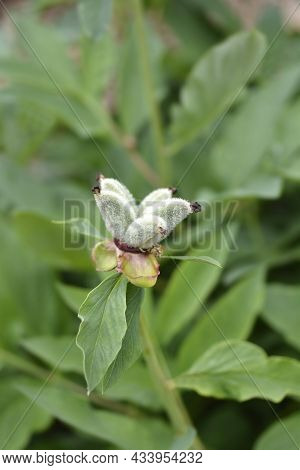 Woodland Peony Seed Pods - Latin Name - Paeonia Obovata