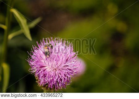 Close Up Macro Of Isolated Beautiful Pink Texas Or Scottish Thistle Bloom Or Cirsium Texanum With Bl