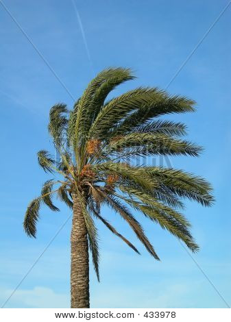 Palmeira