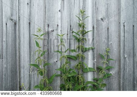 Urtica Dioica Or Stinging Nettles On The Background Of A Wooden Wall. Medicinal Plant. Horizontal Ph