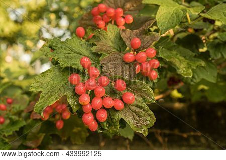 Viburnum Vulgaris Red. Guelder Rose. Berries On The Bush With Water Drops. Selective Focus.