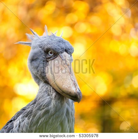 Shoebill, Abu Markub (Balaeniceps rex)
