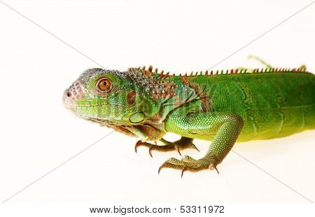 Green Iguana