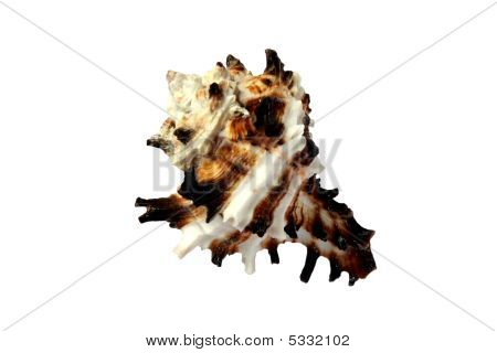 Kagyló