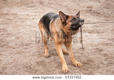 alsatian dog playing and pulling the rope