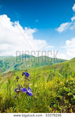 Karpaty dzwony