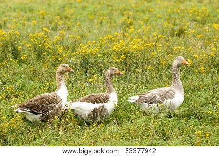 Gooses