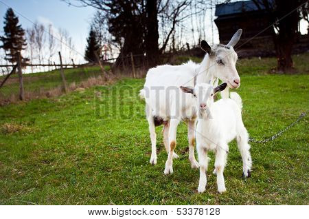 Geit en Goatling