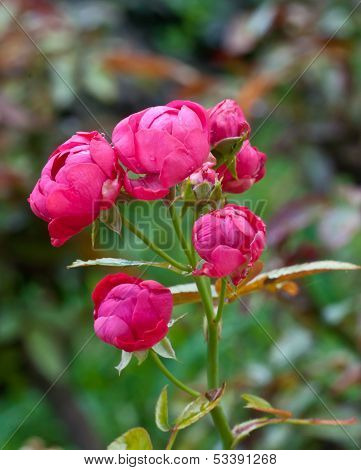 Rose In Garden.
