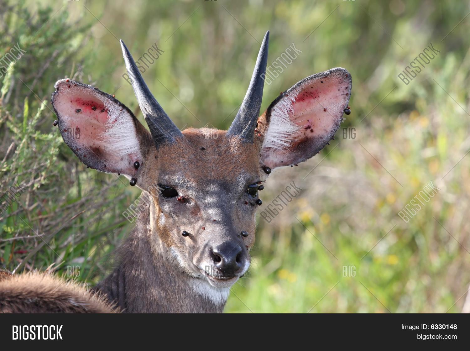 клещ диких животных. оленья кровососка (лосиная муха). кровососка лосиная муха. клещ диких животных. клещи животные маленькие.