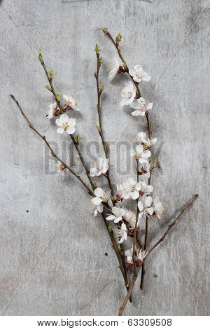 Branch Of A Blossoming Apricot