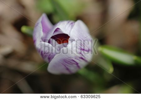 Crocus
