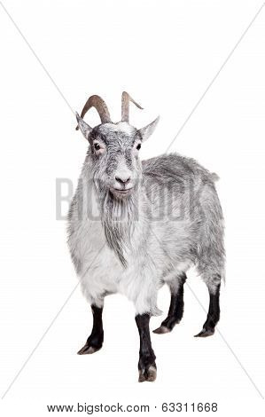 Goat Isolated On White