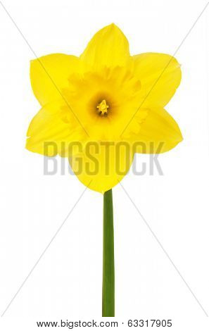 Yellow daffodils isolated on white background