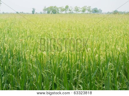 Paddy rice