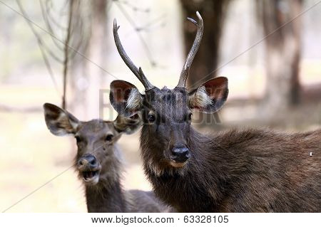 Sambar Deer