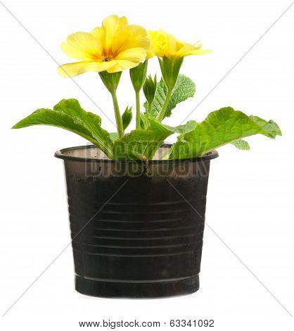 Blossoming Primrose