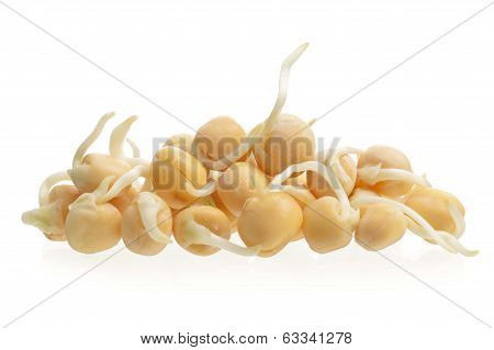 Sprouted Peas