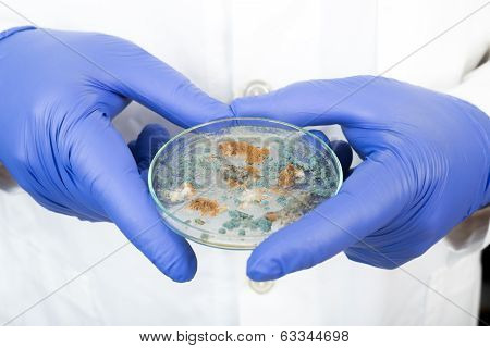 Petri Dish With Penicillium Fungi