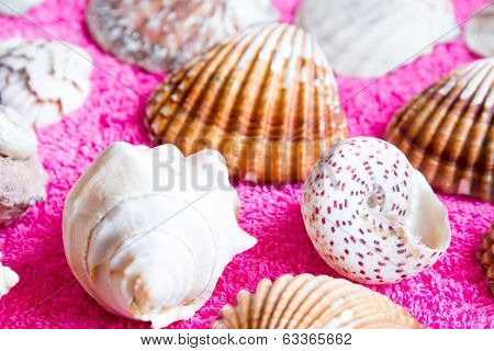 Seashells