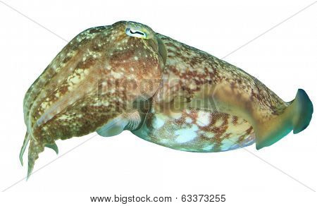 Cuttlefish (Sepia) isolated on white background