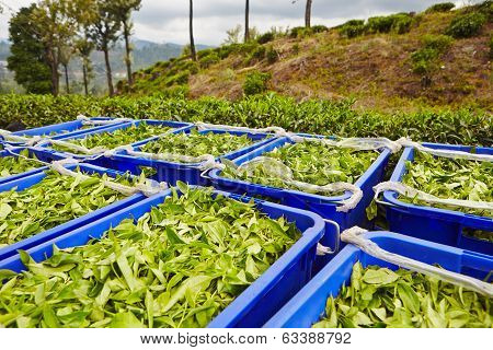 Leaves Of Tea In Boxes