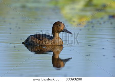 Ferruginous Duck (aythya Nyroca) On Lake