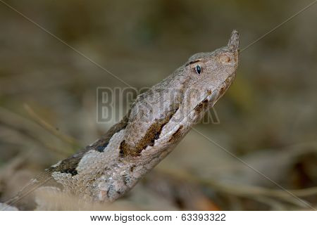 Horned Viper In Natural Habitat (vipera Ammodytes)