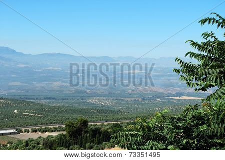 Olive groves, Andalusia.