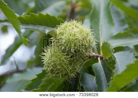 Chestnut On The Tree