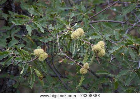 Chestnut Mature On The Tree