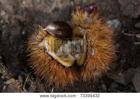 Ripe Chestnut