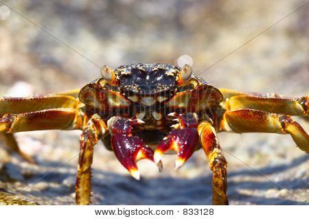 Miły Krab