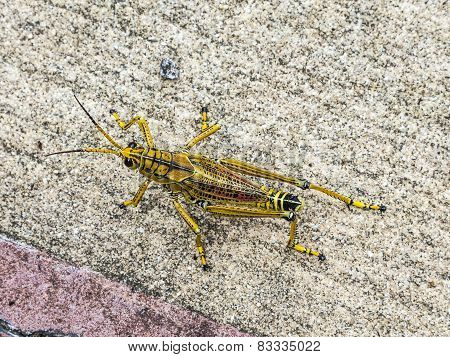 Grasshopper