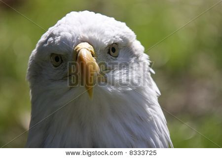 Bald eagle hoved