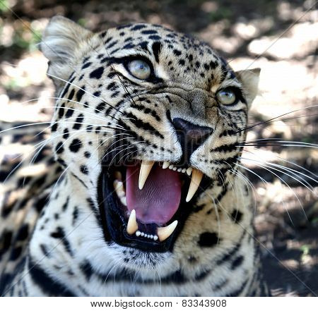 Snarling Leopard With Huge Teeth