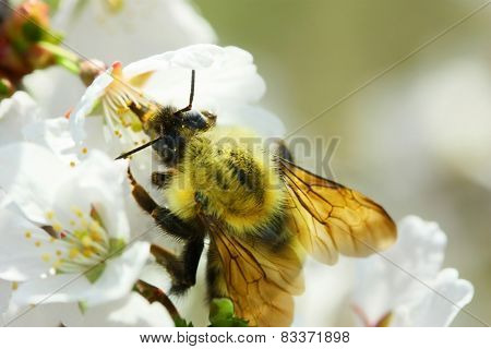 Bumble Bee Bumblebee drinking nectar