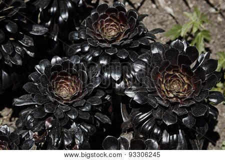 Aeonium Arboreum