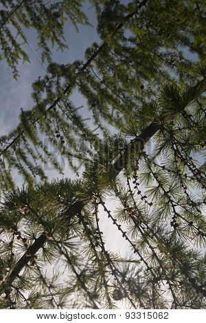 pine tree branches
