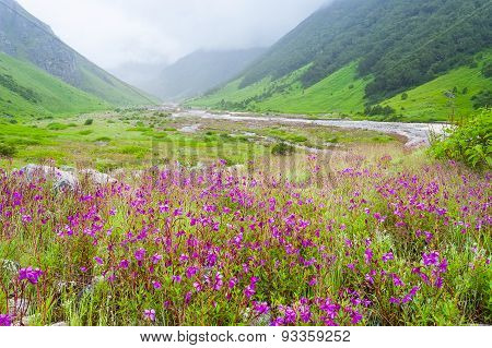 Valley Of Flowers , India