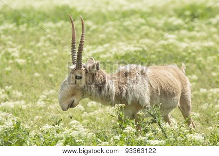 Saiga
